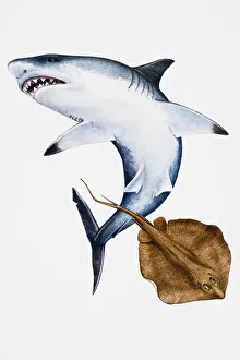 Two Animals Gallery: Shark and Sting Ray