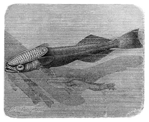 Sketch Prints: Shark sucker fish, Remora remora (Fork-tailed remora, Echeneis remora)