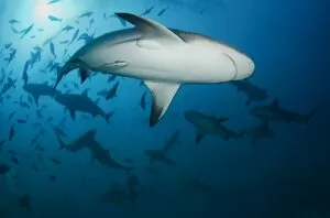 Sharks diving in water