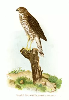 Hawk Bird Collection: Sharp shinned hawk lithograph 1897