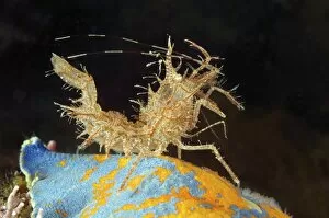 Crustacea Collection: Sharps shrimp -Rhynocrangon sharpi, Ortmann-, Japan Sea, Far East, Primorsky Krai