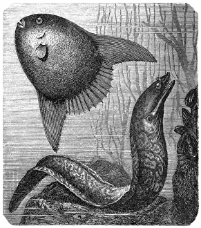 Moray Prints: Sharptail mola (orthagoriscus mola) and Muraena helena