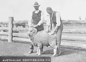 Shearing a Sheep