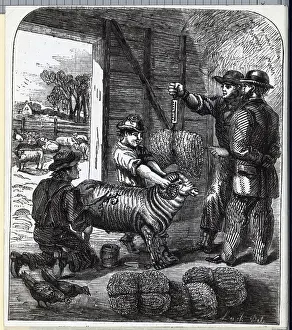 Wool Prints: Shearing Sheep & Weighing The Wool