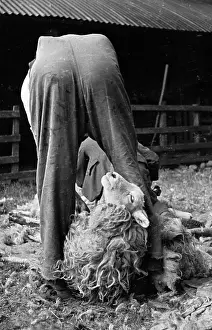 Roles And Occupa Prints: Shearing Style