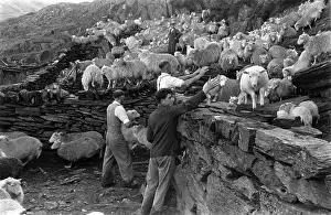 Roles And Occupat Prints: Shearing Time