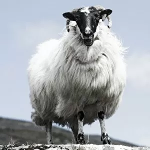 Images Dated 12th May 2012: Sheep with a black head and horns, Ring of Beara, County Cork, Ireland, Europe