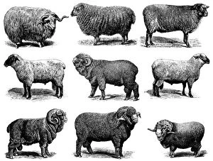Images Dated 22nd March 2017: Sheep Breeds