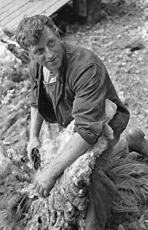 Roles And Occupa Prints: Sheep Clipping