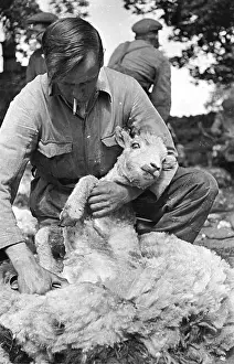 Roles And Occupa Prints: Sheep Clipping