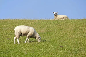 Even Toed Ungulate Gallery: Sheep on dike, Strucklahnungshoern, Nordstrand, North Friesland, Schleswig-Holstein, Germany, Europe