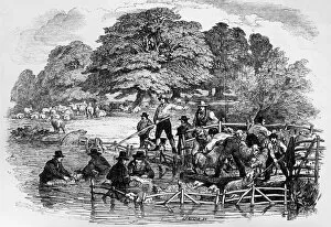 The Illustrated London News (ILN) Collection: Sheep Dip
