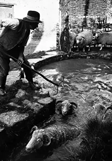 Roles And Prints: Sheep Dip