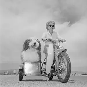 Humor Prints: Sheep Dog Riding in Motorcycle Sidecar