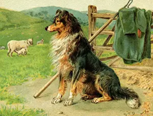 Patience Prints: Sheep Dog Waiting by Farm Fence