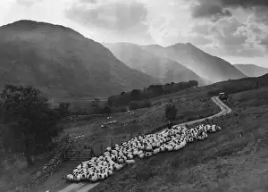 Sheep Drive