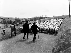 Roles And Occup Prints: Sheep Driving