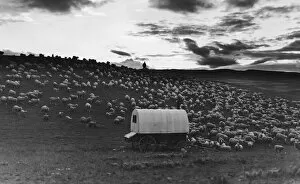 Covered Wagon Gallery: Sheep At Dusk