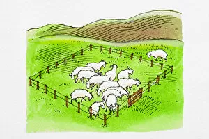 Medium Group Of Animals Gallery: Sheep in enclosure, single sheep outside