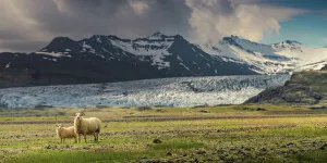 Iceland Gallery: Sheep family at the glacier