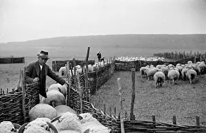 Farm Animal Prints: Sheep Farmer