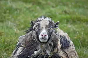 Images Dated 11th June 2013: Sheep, Faroe Islands, Denmark