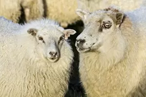 Sheep, flock of sheep near Kirkjubaejarklaustur, southern Iceland, Iceland, Europe