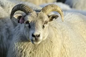 Images Dated 10th September 2011: Sheep, flock of sheep near Kirkjubaejarklaustur, southern Iceland, Iceland, Europe