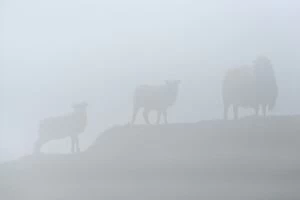 Faroe Islands Collection: Sheep in fog, Faroe Islands, Denmark