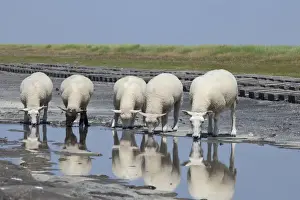Sheep on the fortified beach on the Hamburger Hallig holm, North Friesland, Schleswig-Holstein, Germany, Europe