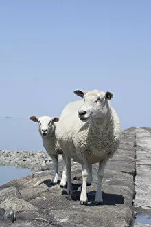 Bovid Gallery: Sheep on the fortified beach on the Hamburger Hallig holm, North Friesland, Schleswig-Holstein