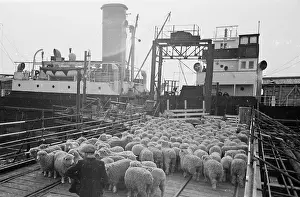 Farm Animal Prints: Sheep On Gangway