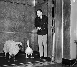 Strange Prints: Sheep and Goose Riding Elevator