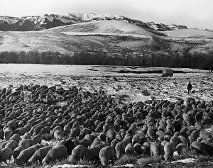 Grazing Prints: Sheep Graze on Teapot Dome Reserve