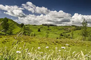 North Island Prints: Sheep grazing meadow with flowers, North Island, New Zealand