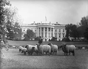 Grazing Prints: Sheep Grazing on White House Lawn