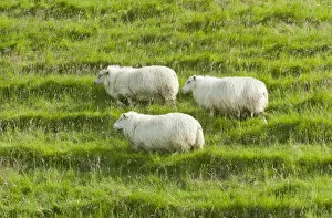 Sheep on a green meadow, Iceland