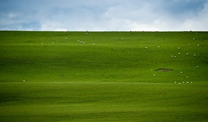 Images Dated 22nd May 2016: Sheep herd on big grass field