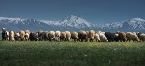 Images Dated 7th April 2013: Sheep Herd on a green grass landscpae
