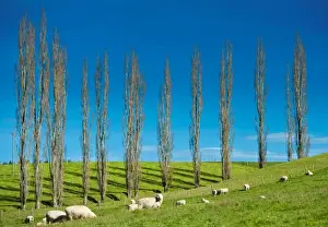 Sheep herd on hill with trees in background