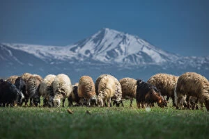 Images Dated 7th April 2013: Sheep herd at Lake Van side