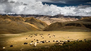 Sheep herd at Lalung La Pass