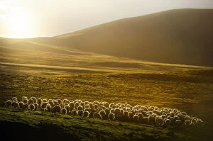 sheep herd on meadows in evening light