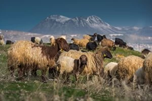 Sheep herd with Nemrut volcano background