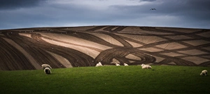 Images Dated 5th December 2012: sheep herd on plow field