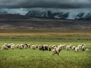 Images Dated 4th July 2012: Sheep herd in Tibet grass field