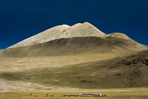 Sheep herd in Tibetan plateau