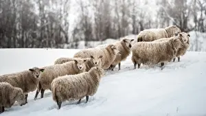 Tromso Prints: Sheep herd waking on snow field