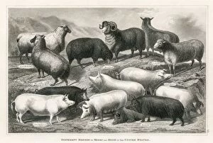 Images Dated 25th March 2017: Sheep and hogs engraving 1873