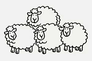 Four Animals Collection: Four sheep huddled together looking ahead, front view
